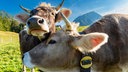 Das Beitragsbild des Dok 5 "Bäuerliches Leben in den Alpen" zeigt zwei Kühe auf einer Wiese in der Allgäuer Alpenregion, die ihre Köpfe aneinander reiben