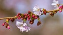 Ein Kirschblütenzweig mit rosa Knospen