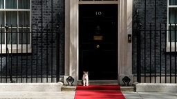 Eine Katze sitzt vor der Haustür - Downing Street 10