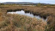 Großes Torfmoor bei Lübbecke/Hille