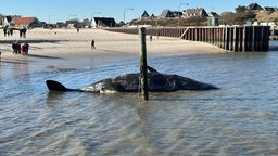 Toter Pottwal am Strand von Sylt (16.02.2025).