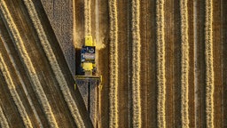 Symbolbild: Aufsicht auf ein Weizenfeld während der Ernte