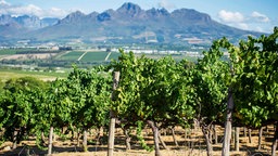 Weinberge in Stellenbosch in Südafrika.