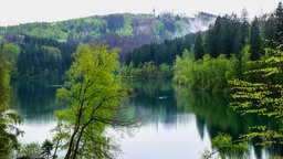 Ein waldreiches Tal, in dem Nebel aufsteigt