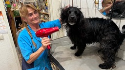 Hundefriseurin Angelika Steinbach fönt einen Hund. 