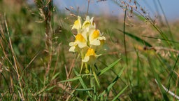 Gewöhnliches Leinkraut mit einer zart-gelben Blüte.