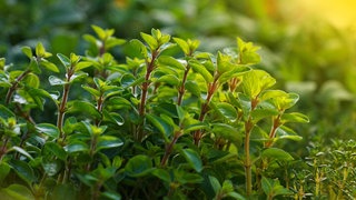 Oregano für Balkon und Garten