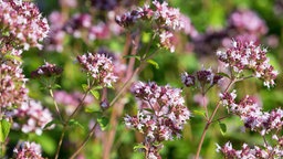 Oregano für Balkon und Garten