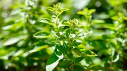 Oregano für Balkon und Garten