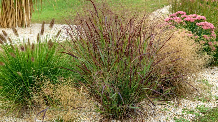 Rutenhirsen im Garten. 