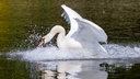 Haltern am See: Ein Höckerschwan verteidigt das Nest, in dem das Weibchen brütet.