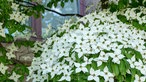 Chinesischer Blumen-Hartriegel  mit  weißen Blüten