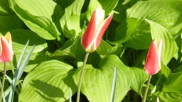 Tupen - damit sie im Frühjahr blühen, müssen die Tulpenzwiebeln im Herbst gepflanzt werden