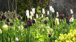 Tupen - damit sie im Frühjahr blühen, müssen die Tulpenzwiebeln im Herbst gepflanzt werden