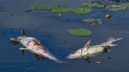 Tote Fische schwimmen an der Oberfläche der Oder. 