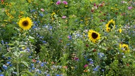 Insektenfreundlicher Blühstreifen am Ackerrand zur Förderung der Artenvielfalt.