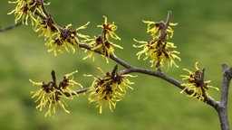 Nahaufnahme der Blüten einer Zaubernuss. 