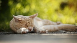 Schlafender Kater seitlich auf der Straße liegend.