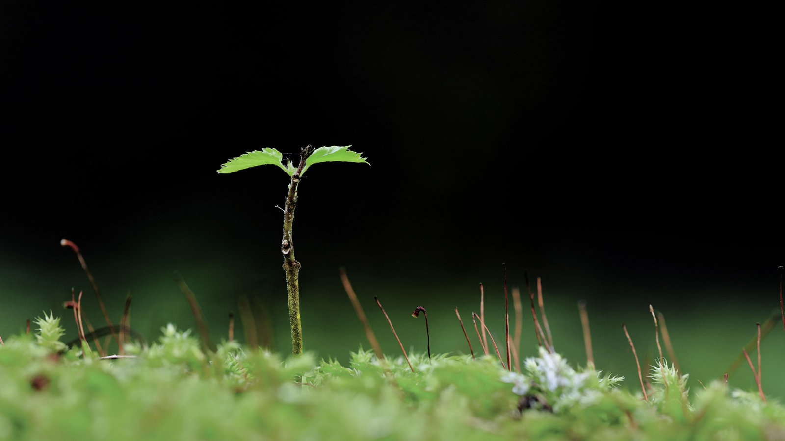 Einzelner Keimling der Brike im Moos