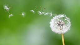 Löwenzahnblüte mit fliegenden Samen 