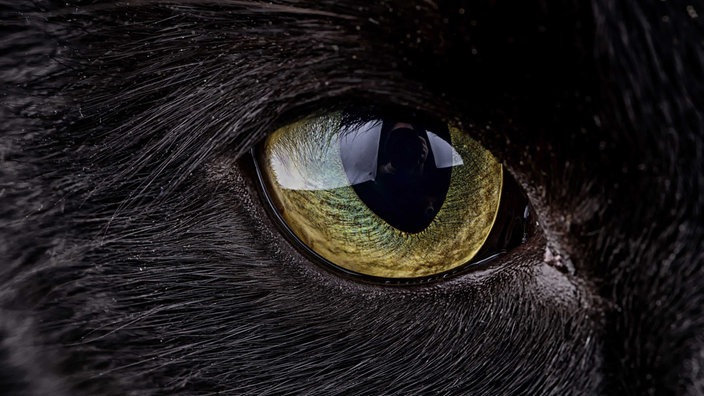 Leuchtendes Auge einer schwarzen Katze