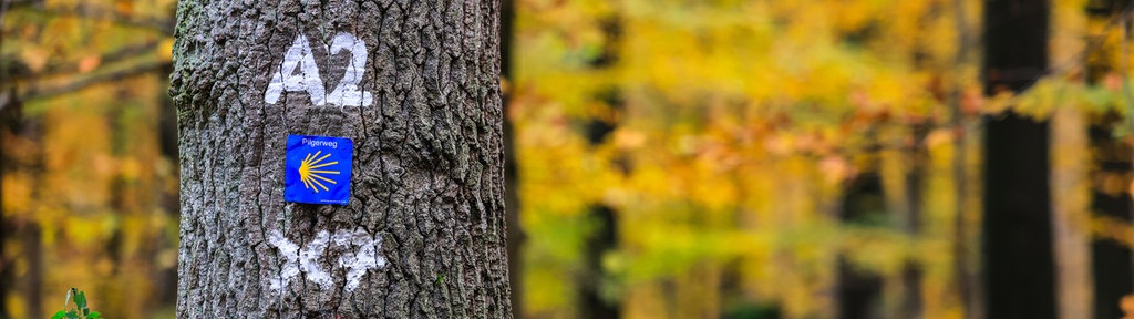 Wegweiser für Wanderer hängen im Reichswald bei Kleve an einem Baum.