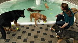 Mehrere Hunde mit Tenisbällen und eine Betreuerin an und in einem Swimming Pool in einem Tierhotel