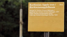 Der Korbiniansapfelbaum