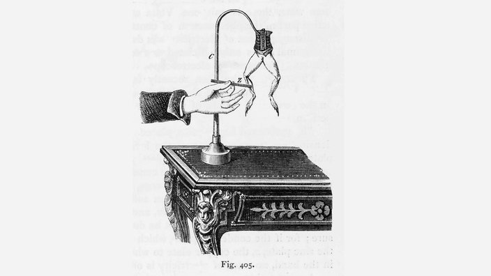 Galvani Frosch Experiment