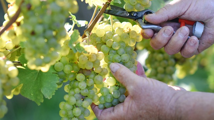 Winzer schneidet Weintrauben der Sorte Müller-Thurgau