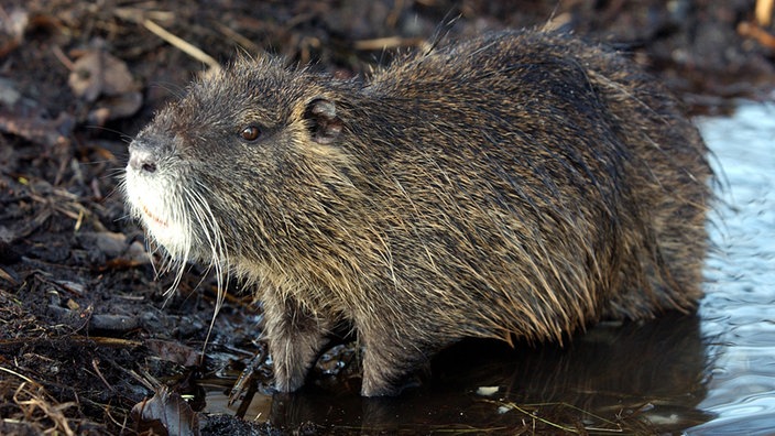 Ein Nutria im Naturschutzgebiet der Groß Schauener Seenkette