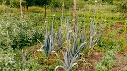 Ein reichhaltig bepflanzter Garten umgeben von weiterem Grün