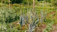 Ein reichhaltig bepflanzter Garten umgeben von weiterem Grün