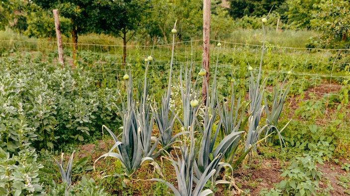 Ein reichhaltig bepflanzter Garten umgeben von weiterem Grün