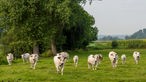 Piemonteser Rinder vom Richtersgut auf der Weide. 