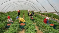 Erdbeerpflückerinnen auf einem Feld in einem Gewächshaus