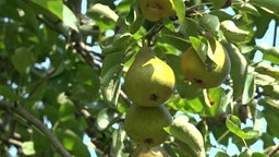 Birnen am Baum