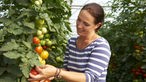 Margarete Ribbecke erntet Tomaten.