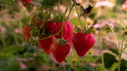 Erdbeeren reifen in einem Gewächshaus.