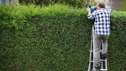 Gärtner schneidet Hecke