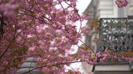 Ein Kirschbaum in voller Blüte