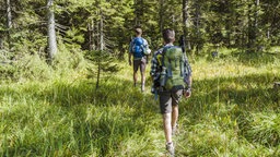 Das Bild zeigt zwei Wanderer in einem Wald.