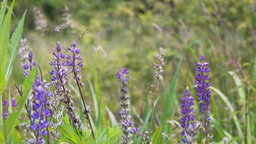 Das Bild zeigt eine Weide mit Lavendel