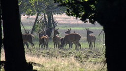 das Bild zeigt Rehe auf einer Wiese