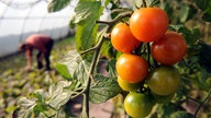 Tomaten am Strauch