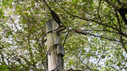 das Bild zeigt einen Strommast im Wald