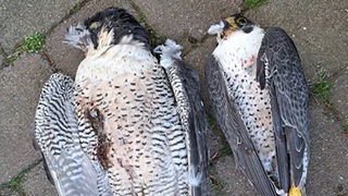 Zwei verendete Wanderfalken liegen auf dem Asphalt, ihre Federn sehen etwas mitgenommen aus