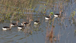 Graugänse schwimmen im Wasser