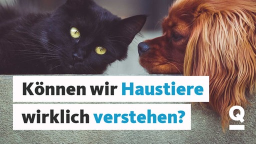 Text: Können wir Haustiere wirklich verstehen? Bild: Eine Hund und eine katze liegen auf der Couch.