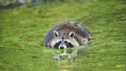 Waschbär schwimmt durch Wasser mit grüner Pflanzenschicht